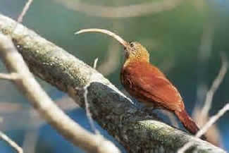 Kromsnavelmuisspecht - Campylorhamphus procurvoides Kromsnavelmuisspecht - Campylorhamphus procurvoides